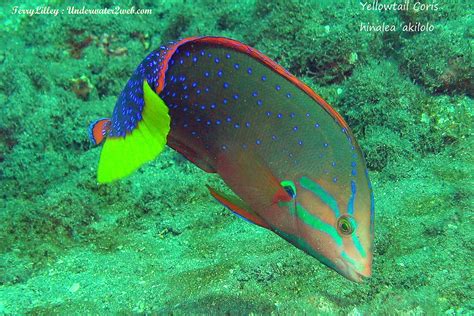 Hawaiian Reef Fish Identification Terry Lilley S Underwater Web