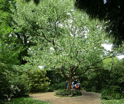 Nymans Garden Handkerchief Tree © Colin Smith Geograph Britain And