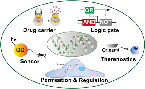 Functional Dna Structures And Their Biomedical Applications Ccs Chemistry