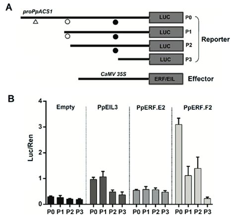 Promoter Deletion Analysis Of Ppacs A Four Promoter Deletion