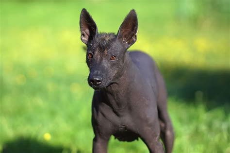 Xoloitzcuintli Dog Breed Information Characteristics Pictures And Facts