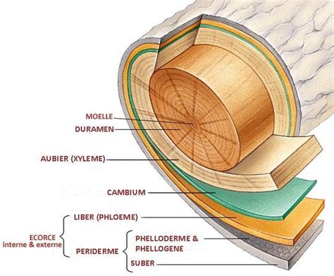 Figure Structure D Un Tronc D Arbre Le Duramen Partie Centrale