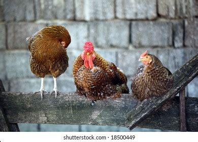 Raw Nude Chicken Lying On Cutting Stock Photo Shutterstock