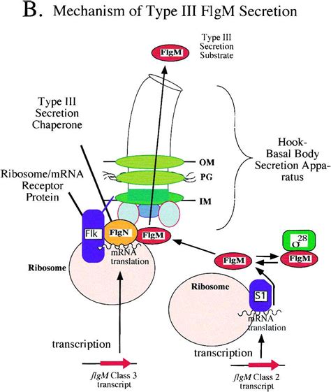 Translation Secretion Coupling By Type III Secretion Systems Cell