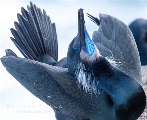 Brandt S Cormorant Skypointing Courtship Display Phalacrocorax Penicillatus