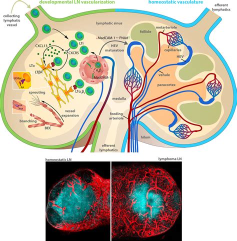 Lymph Nodes And Vessels