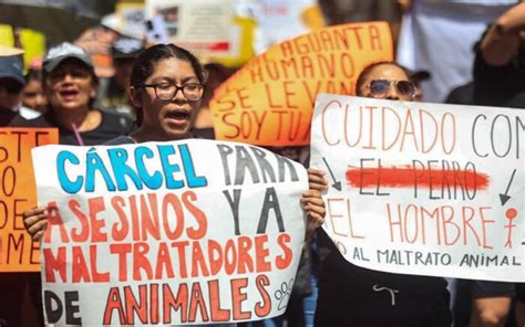 Marcha Por Los Animales Miles Exigen Alto Al Maltrato Animal