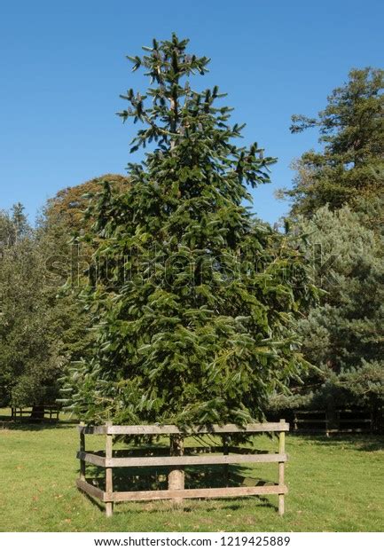 East Himalayan Fir Abies Spectabilis Bright Stock Photo 1219425889