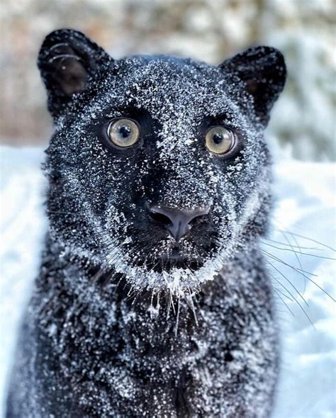 A panther abandoned by her mother is raised by a woman and her dog ...