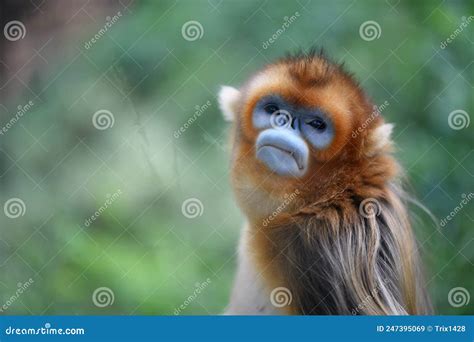 Golden Snub Nosed Monkey Royalty Free Stock Photo Cartoondealer