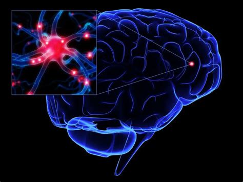 Funciones De La Neurona Como Funciona Que