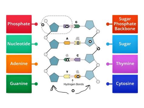 dna labeling labelled diagram