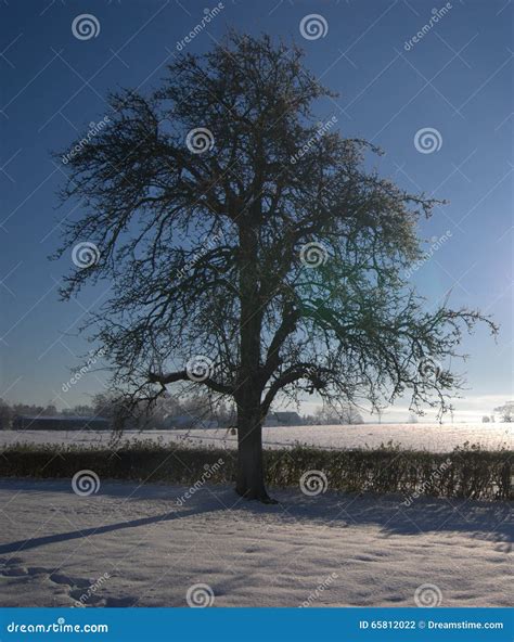 Beautiful Winter Pear Tree Stock Photo Image Of Pear 65812022