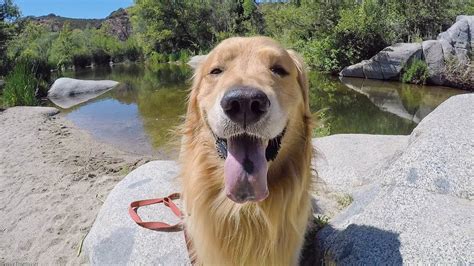 Socal Hiking With Oshie Golden Retriever Vlog Youtube