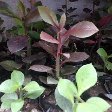 Lechero Africano PLANTA DE LA VIDA CURATIVA Synadenium Grantii La