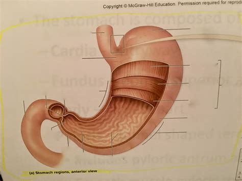 Stomach Diagram Quizlet