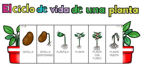 Ciclo De Vida De La Planta Worksheet Lapbook Homeschool Books Porn Sex Picture