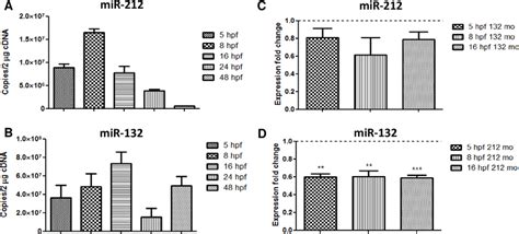 Mir 212 A And Mir 132 B Temporal Expression And Mir 212 Expression