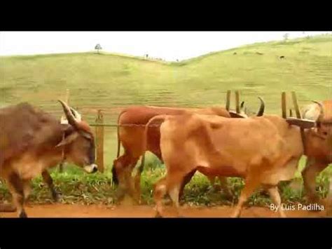 Viagem No Tempo Boiada De Carro De Boi Ao Ritmo De Tonico E Tinoco