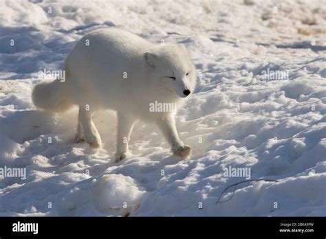 Arctic fox in winter Stock Photo - Alamy