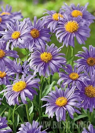 Aster Alpejski Dunkle Schone Aster Alpinus Bilscy Info