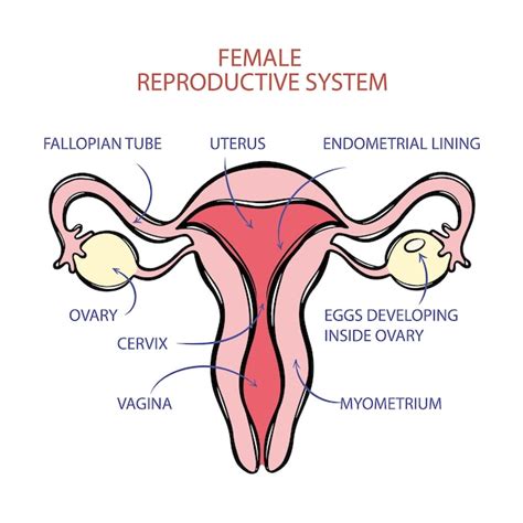 ESQUEMA DEL SISTEMA REPRODUCTOR FEMENINO Medicina Educación Vector