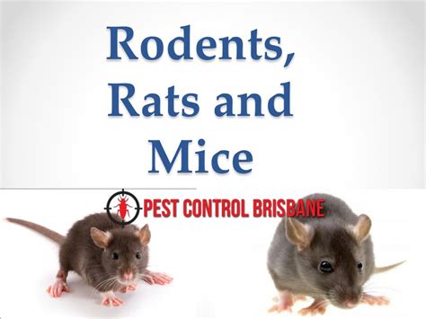 Ppt Rodents Rats And Mice Powerpoint Presentation Free Download