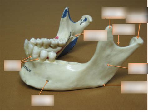 Mandible Diagram Quizlet