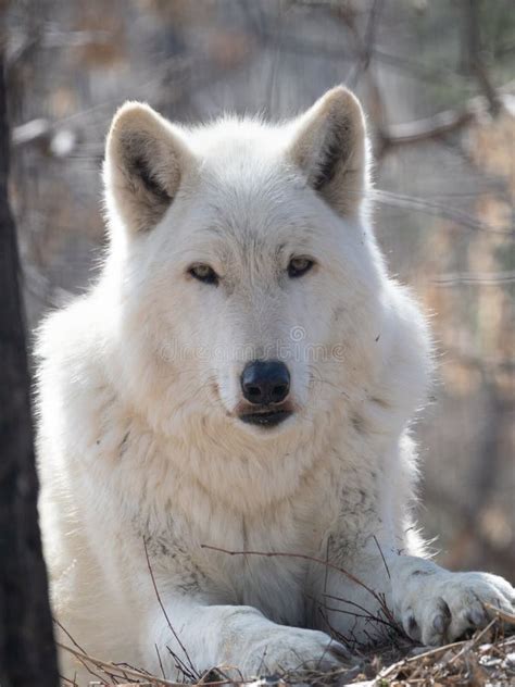 Close Up Of A Gray Wolf Looking At The Camera Stock Image Image Of