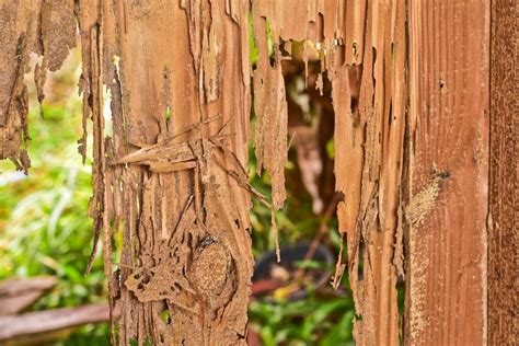 Did Pests Cause Structural Damage To Your Home Georgia Home Remodeling