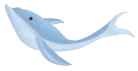 Dolphin Animal Dolphin Animal Marine Life Png Transparent Clipart