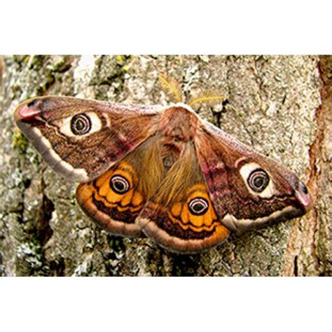 Beautiful Moth Art and Butterfly Photos