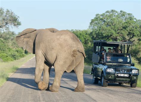 10 Of The Best African Safari Tours
