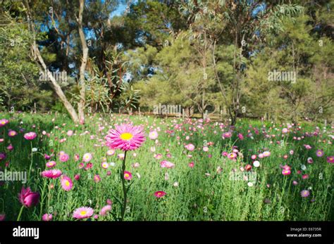 Pink Australia Australian Wildflowers Hi Res Stock Photography And