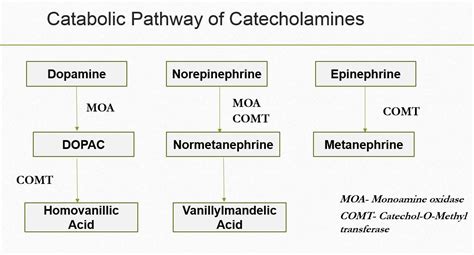 Lecture Notes On Pheochromocytoma Hypersecretion Of Catecholamines