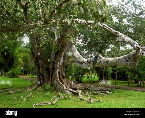 Pappel feige ficus religiosa hi-res stock photography and images - Alamy