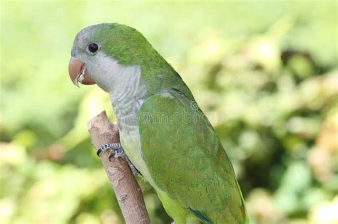 Green Quaker Parrot stock photo. Image of parakeet, bird - 70316104