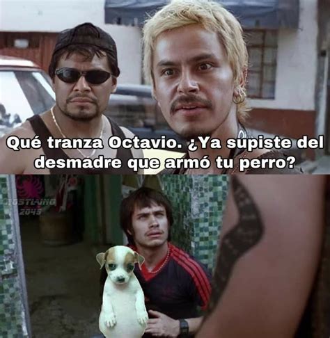 Perro Panzon Meme Subido Por Dinanamo Memedroid