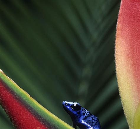 Michael Durham Photography Durmphoto Gaudy Frogs Tropical