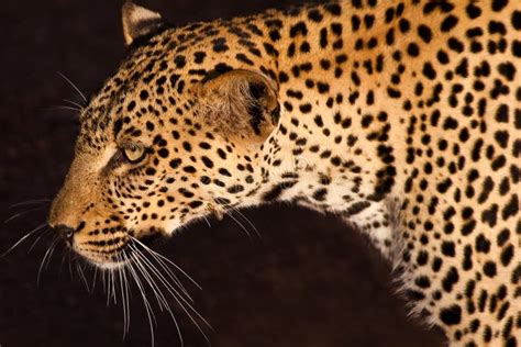 Leopard Smallest Cat Of The Savanna Stock Image Image Of Spotted