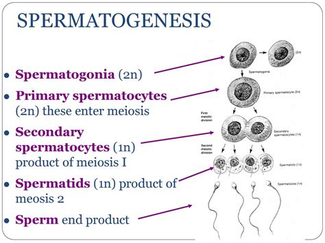 Human Development Meiosis Spermatogenesis Oogenesis Fertilization Ppt