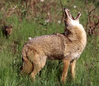 Urban Coyotes – Great Parks of Hamilton County Blog