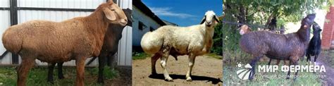 Курдючный баран: фото, описание породы и что это такое