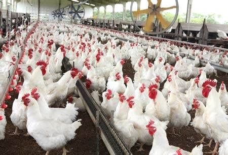 Principais sistemas de produção de frango de corte