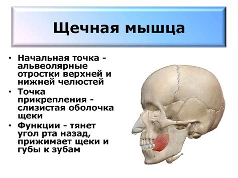 Мышцы туловища. Мышцы головы и шеи - презентация онлайн