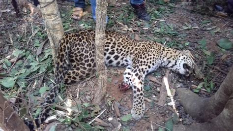 Leopard Dies After Getting Caught In Poachers Trap In Odisha