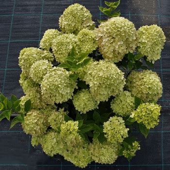 Гортензия метельчатая Литтл Лайм (Little Lime)