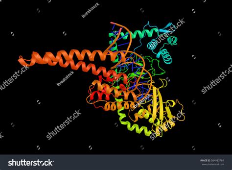 Dna Topoisomerase Enzyme Which Controls Alters Stock Illustration