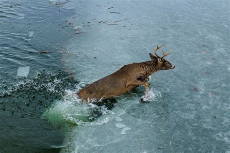 Firefighters Rescue 4 Point Buck From Partially Frozen Lake Bemidji
