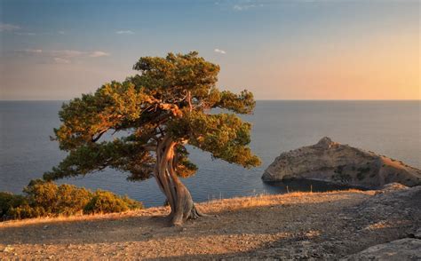 Лиственные деревья Крыма - фото и картинки: 32 штук